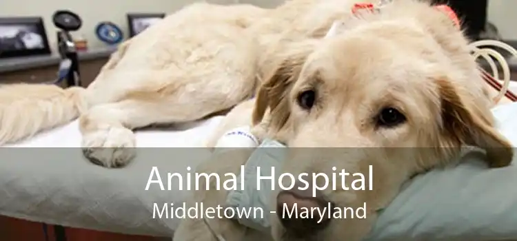 Animal Hospital Middletown - Maryland