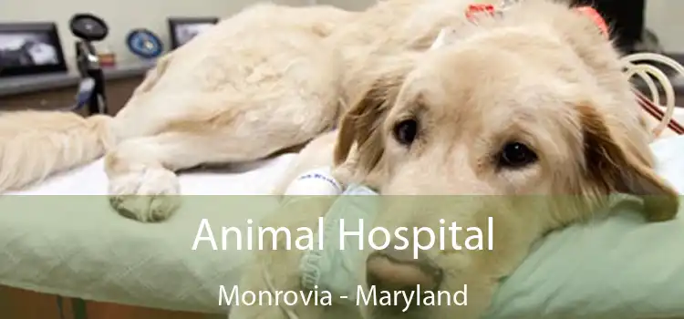 Animal Hospital Monrovia - Maryland