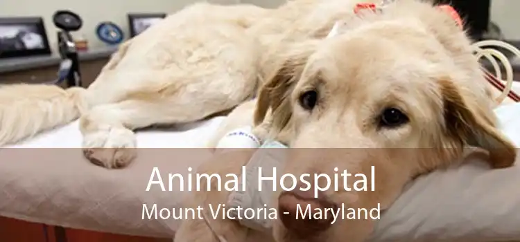 Animal Hospital Mount Victoria - Maryland