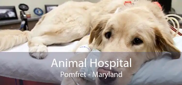 Animal Hospital Pomfret - Maryland