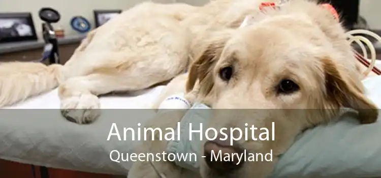 Animal Hospital Queenstown - Maryland