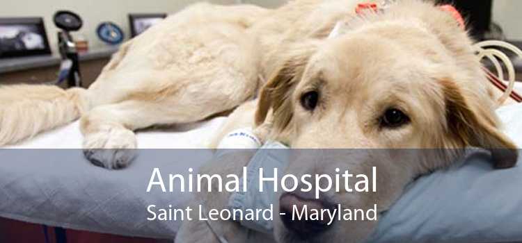 Animal Hospital Saint Leonard - Maryland