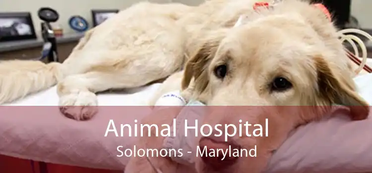 Animal Hospital Solomons - Maryland