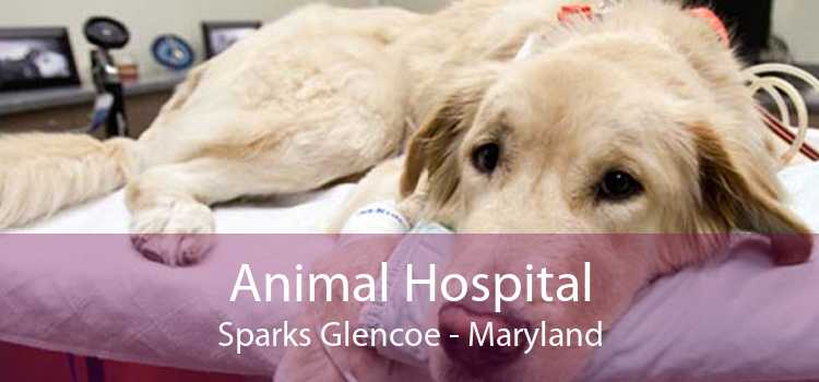 Animal Hospital Sparks Glencoe - Maryland