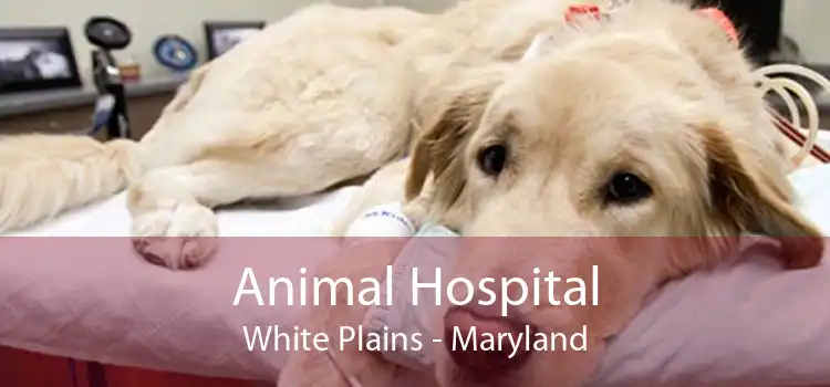 Animal Hospital White Plains - Maryland
