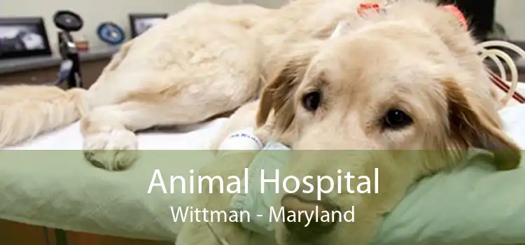 Animal Hospital Wittman - Maryland