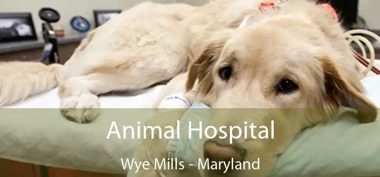 Animal Hospital Wye Mills - Maryland