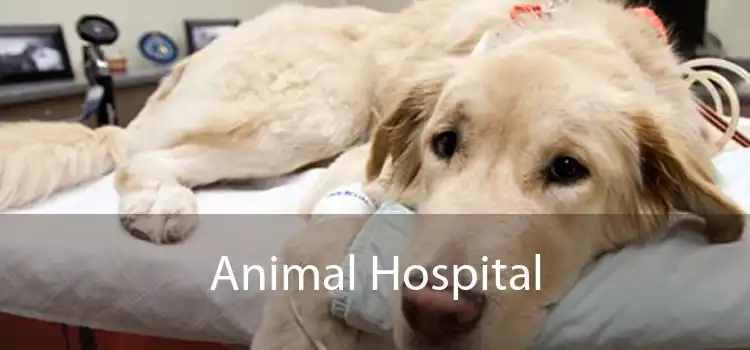 Animal Hospital 