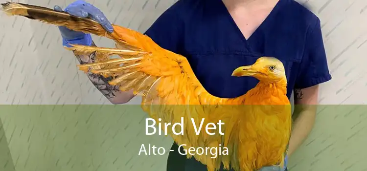 Bird Vet Alto - Georgia