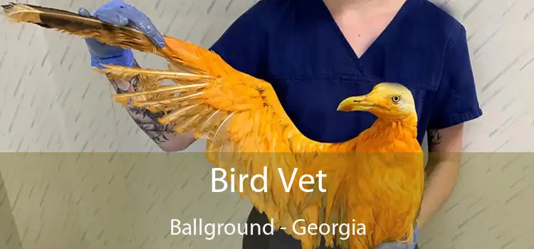 Bird Vet Ballground - Georgia