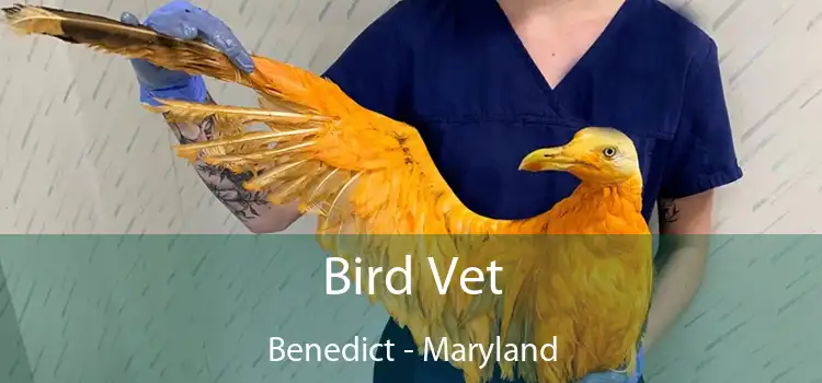 Bird Vet Benedict - Maryland