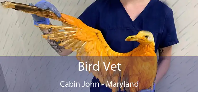 Bird Vet Cabin John - Maryland