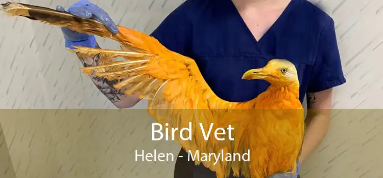 Bird Vet Helen - Maryland