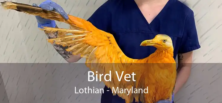 Bird Vet Lothian - Maryland