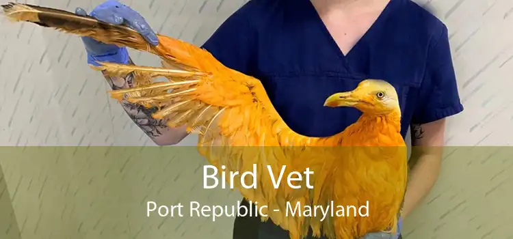 Bird Vet Port Republic - Maryland