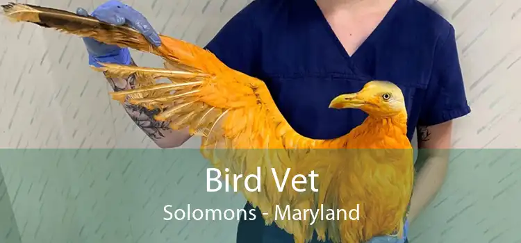 Bird Vet Solomons - Maryland
