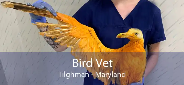 Bird Vet Tilghman - Maryland