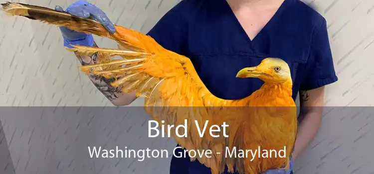 Bird Vet Washington Grove - Maryland