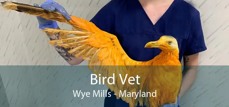 Bird Vet Wye Mills - Maryland