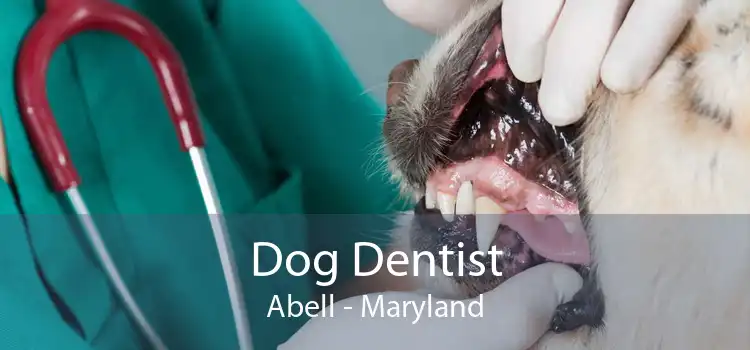 Dog Dentist Abell - Maryland