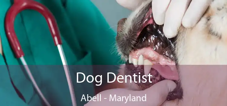 Dog Dentist Abell - Maryland