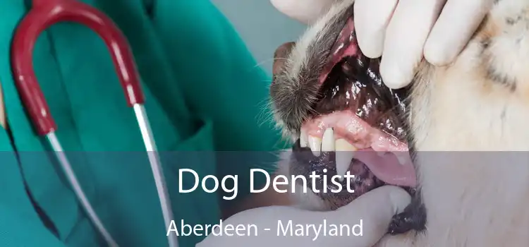 Dog Dentist Aberdeen - Maryland