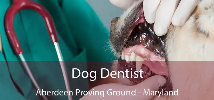 Dog Dentist Aberdeen Proving Ground - Maryland