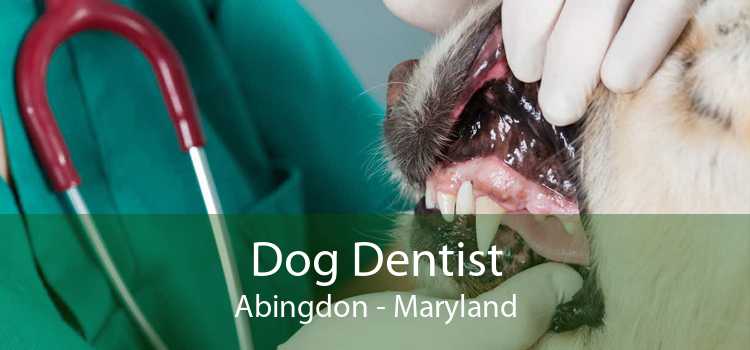 Dog Dentist Abingdon - Maryland