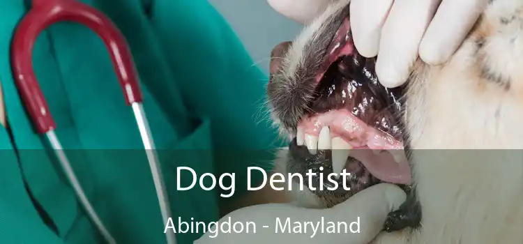 Dog Dentist Abingdon - Maryland