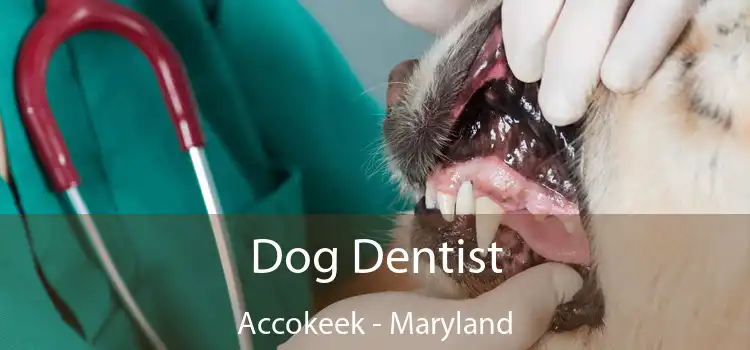 Dog Dentist Accokeek - Maryland