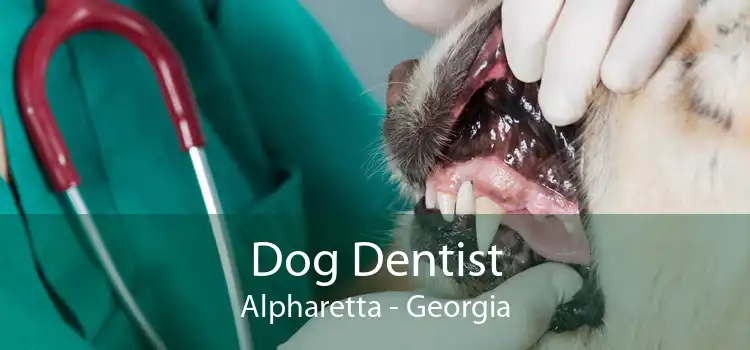Dog Dentist Alpharetta - Georgia