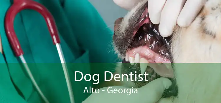Dog Dentist Alto - Georgia