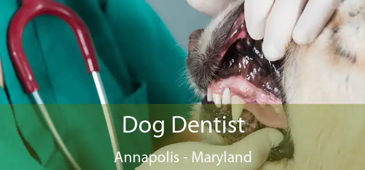 Dog Dentist Annapolis - Maryland