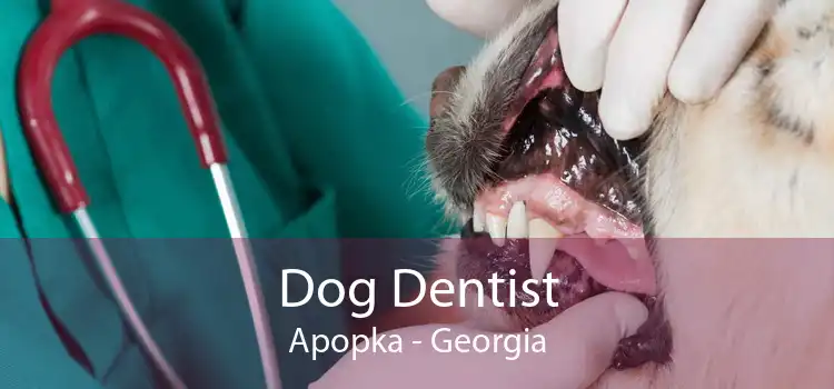 Dog Dentist Apopka - Georgia