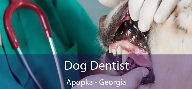 Dog Dentist Apopka - Georgia