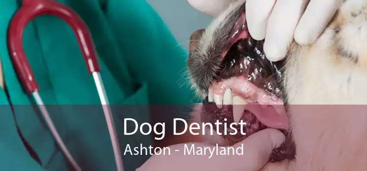 Dog Dentist Ashton - Maryland