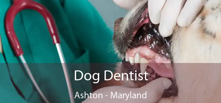 Dog Dentist Ashton - Maryland