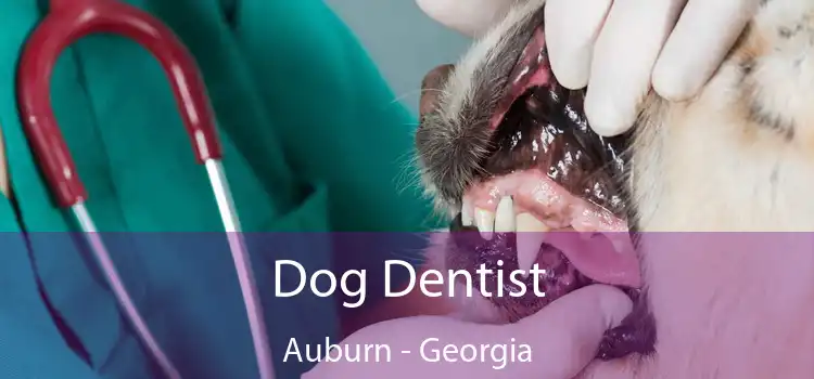 Dog Dentist Auburn - Georgia