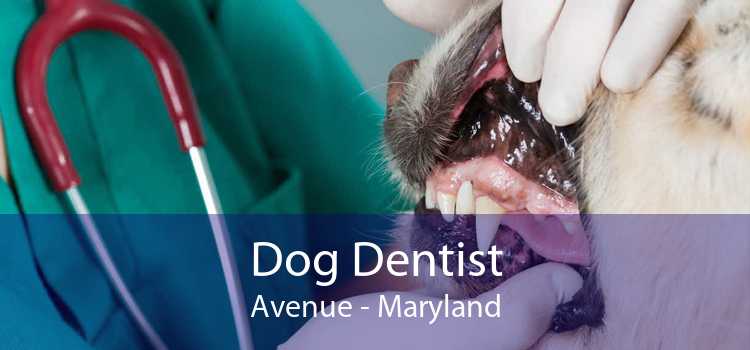 Dog Dentist Avenue - Maryland