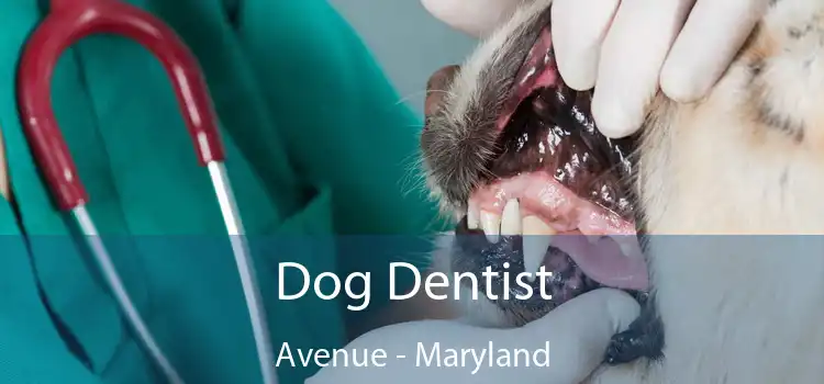 Dog Dentist Avenue - Maryland