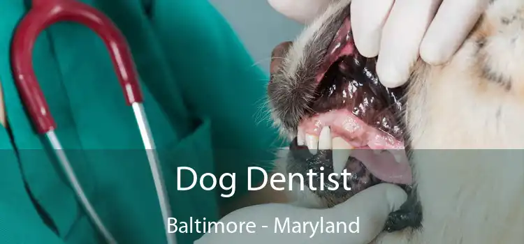 Dog Dentist Baltimore - Maryland