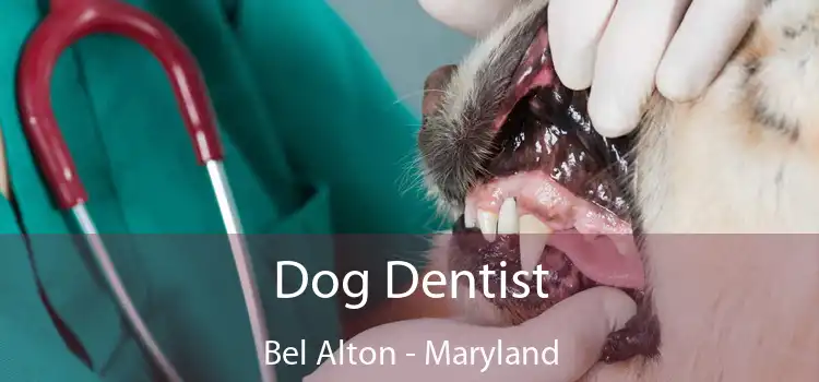 Dog Dentist Bel Alton - Maryland