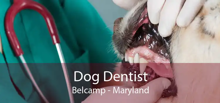 Dog Dentist Belcamp - Maryland