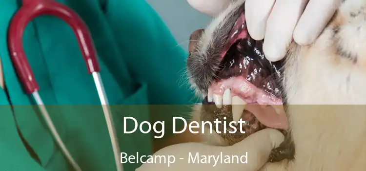 Dog Dentist Belcamp - Maryland