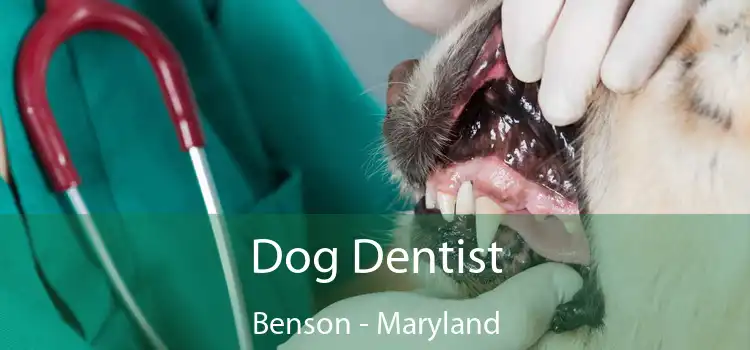 Dog Dentist Benson - Maryland