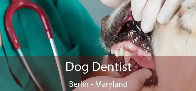 Dog Dentist Berlin - Maryland