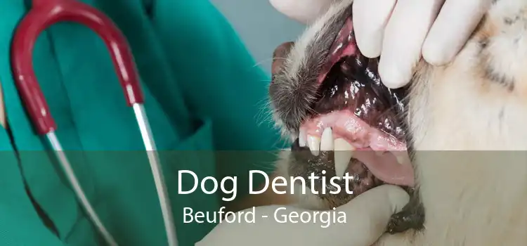Dog Dentist Beuford - Georgia