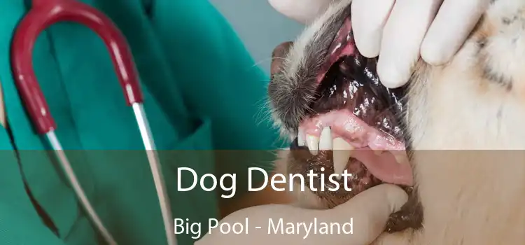 Dog Dentist Big Pool - Maryland