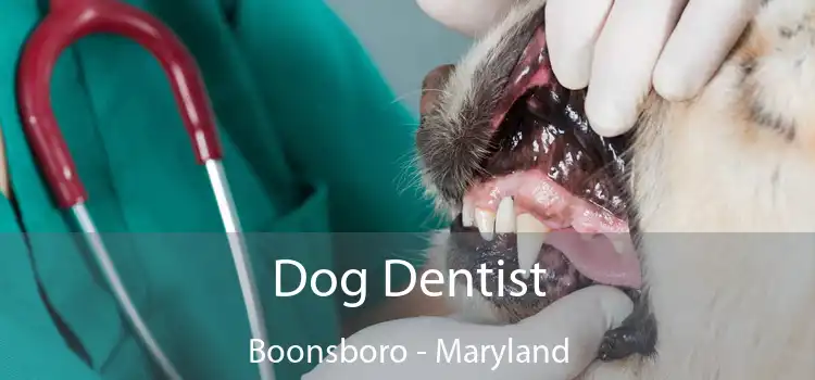 Dog Dentist Boonsboro - Maryland