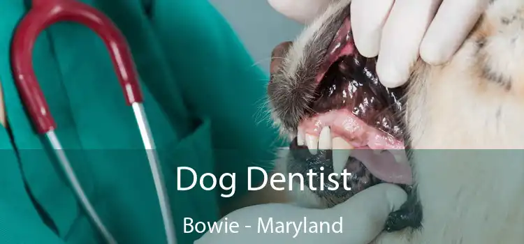 Dog Dentist Bowie - Maryland